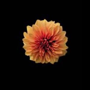 Meet your Posher, Kharis